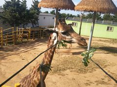 -西霞口神雕山野生动物世界