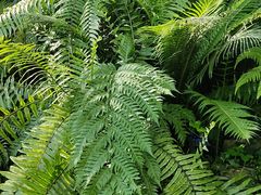 -国家植物园南园