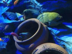 -西雅图水族馆