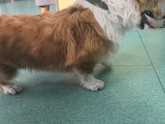 -东方动物医院·宠保定点·骨科·转诊中心(春城路·昆明站分院)