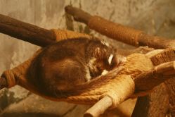 -Zoolung Zoolung动物主题公园(海信广场店)