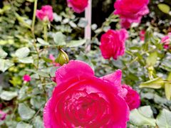 -人民公园(罗湖区)