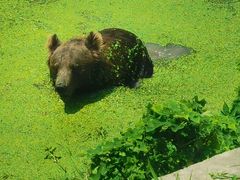 -上海野生动物园