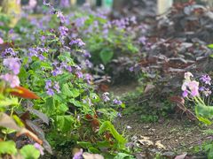 -上海共青森林公园