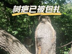 -大觉寺-停车场