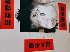 -飞行喵MR PILOT|猫舍·猫咖(静安大融城店)