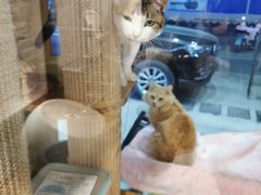-哆趣宠物医院·眼科·内镜·急重症转诊中心(上海店)