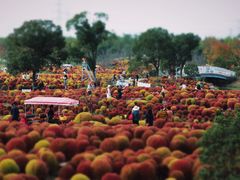 -花开海上生态园