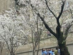 -武汉大学-樱园