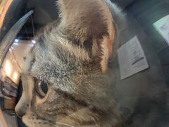 -美联众合宠物医院·爱萌分院·内外科·猫科中心