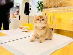 -柚子猫舍·精品猫舍购猫·猫咪认养·购宠·宠物店