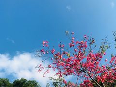 -云溪植物园