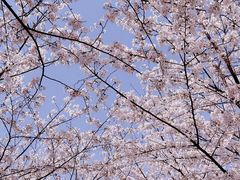 -高东镇樱花园