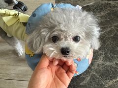 -瑞派宠物医院·犬猫全科·猫友好(宾水西道店)