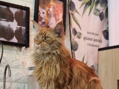 -平行世界·猫咖(首经贸店)