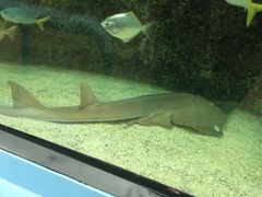 -悉尼海洋生物水族馆