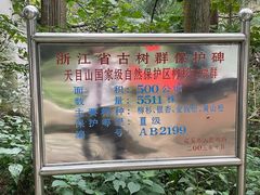 -天目山大树王景区