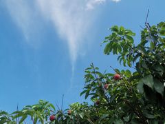 -大屏嶂森林公园