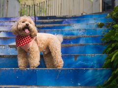 -致善宠物医院(体育路店)