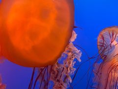 -太平洋海底世界