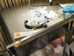 -宠爱国际动物医院· 猫科· 外科·中兽医(长白店)