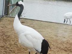 -盐城丹顶鹤湿地生态旅游区