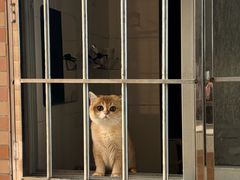 -宠物星动物医院·眼科·异宠·猫科(江南大道总院)