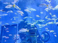 -海合安武汉极地海洋公园
