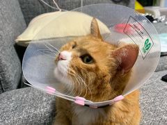 -北京恒爱动物医院(清景园分院)