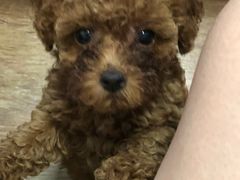 -翊宠yipet猫狗购宠庄园犬舍•猫舍