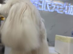 -瑞派宠物医院·24h·骨外科·皮肤科·全科宠物医疗转诊中心(沈阳浑南院)