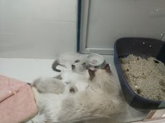 -1013 PET SHOP精品宠物商店(丁香店)