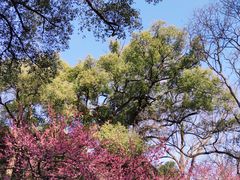 -杭州植物园