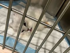 -艾吉宠物医院·疑难杂症转诊中心·猫友好(碧江路院)