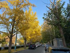 -三里屯东五街银杏大道