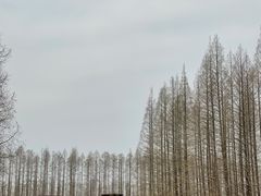 -黄海国家森林公园