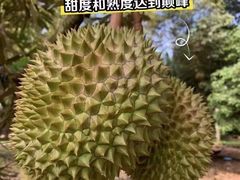 -开皇马来西亚榴莲美食店(华强北店)