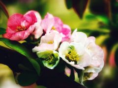 -海棠花溪(元大都城垣遗址公园)