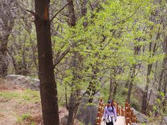 -大岭沟猕猴桃谷风景区