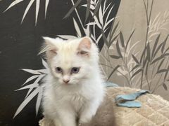 -楼上猫咖(罗湖店)