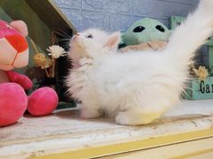 -70cat德文卷毛猫·缅因猫纯种猫舍