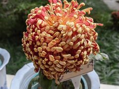 -杭州植物园