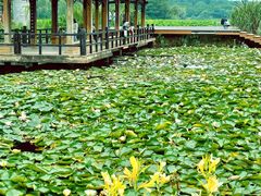 -白鹭湾湿地公园