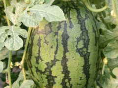 -庞各庄翠芳园西瓜蔬菜基地采摘园