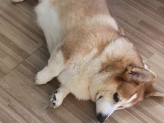 -喵小馆·猫咖狗咖猪咖·饮品店