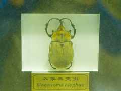 -上海昆虫博物馆