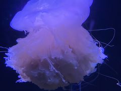 -欢乐海岸海洋奇梦馆