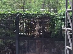 -清迈夜间动物园