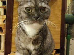 -more than meow吴止猫主题餐厅(承德 中船汇店)