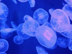 -新加坡海洋生态馆